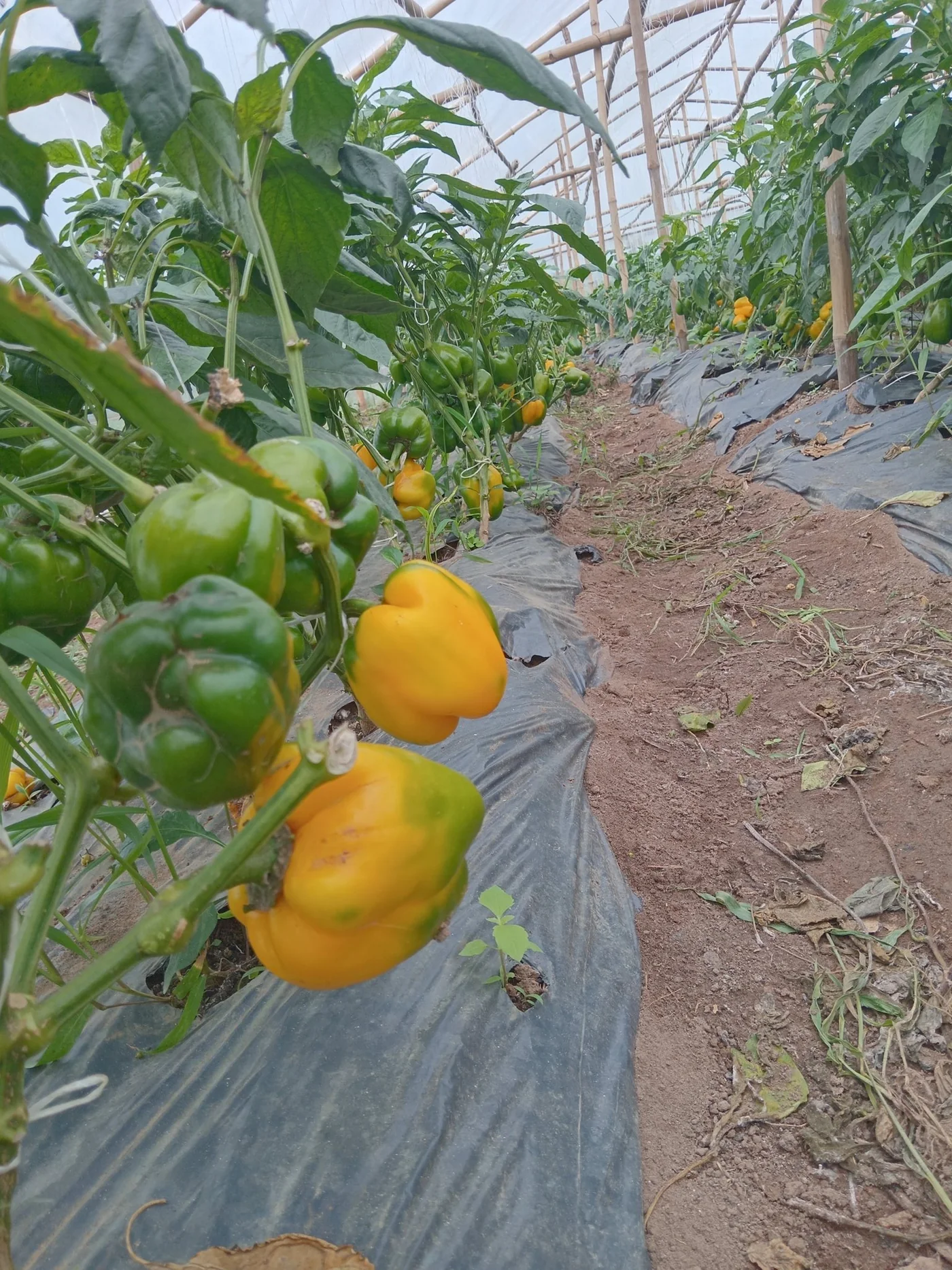 AKRIVA bell pepper production